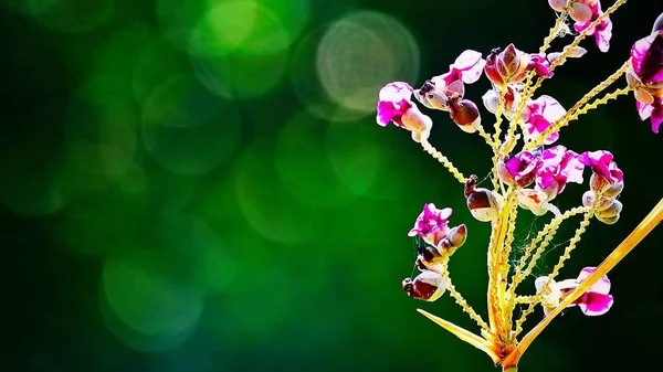 Hermosas Flores Púrpuras Sobre Fondo Verde Borroso Abstracto Con Bokeh —  Fotos de Stock