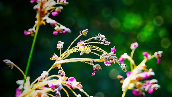 Hermosas Flores Púrpuras Sobre Fondo Verde Borroso Abstracto Con Bokeh —  Fotos de Stock