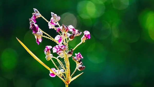 Vacker Lila Blommor Abstrakt Suddig Grön Bakgrund Med Naturliga Bokeh — Stockfoto