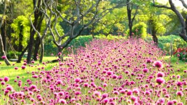 4 k güzel pembe renkli küre amaranth yumuşak ışık doğa park açık yaz arka plan