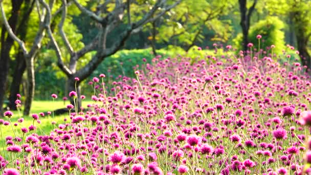 Mooie Kleurrijke Roze Globe Amaranth Soft Light Natuur Park Buiten — Stockvideo