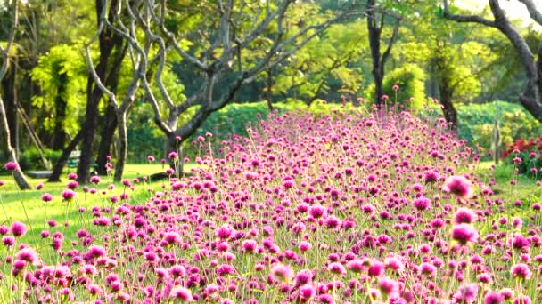 美しい カラフルなピンク グローブ アマランス ソフト光自然公園の夏の屋外背景 — ストック動画