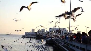 HD süper yavaş martılar yemek için gelen turistler sinek.