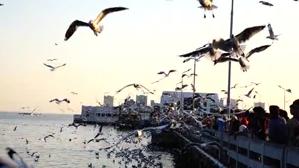 Super Lento Las Gaviotas Vuelan Para Comida Los Turistas — Vídeo de stock