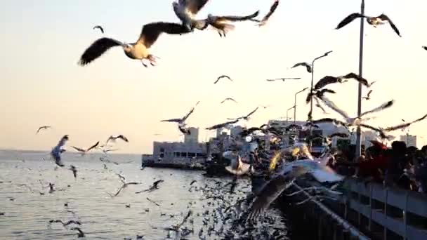 Super Lento Gaivotas Voam Para Comida Turistas — Vídeo de Stock