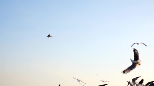 Супер Повільний Чайки Літають Їжею Від Туристів — стокове відео