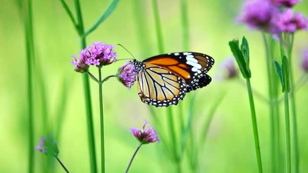 Thai Butterflies Pasture Flowers — Stock Video