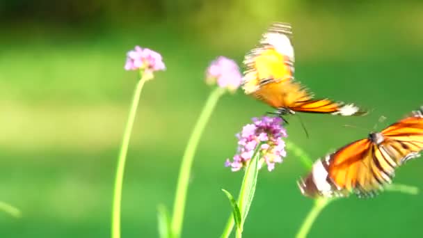 Farfalle Tailandesi Nei Fiori Pascolo — Video Stock