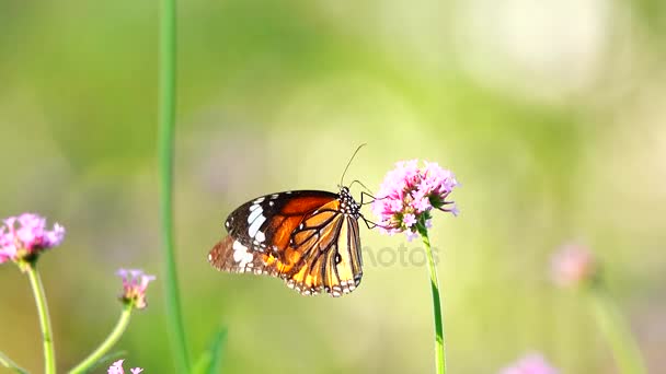 Farfalle Tailandesi Nei Fiori Pascolo — Video Stock