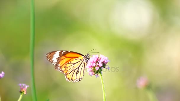 Mariposas Tailandesas Flores Pasto Insecto Naturaleza Aire Libre — Vídeos de Stock