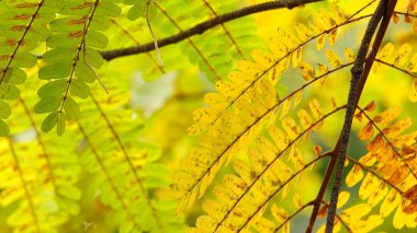 Autum sarı doğa yaprakları                      