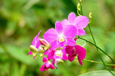    Tay Orkide pembe güzel Bahçe                        