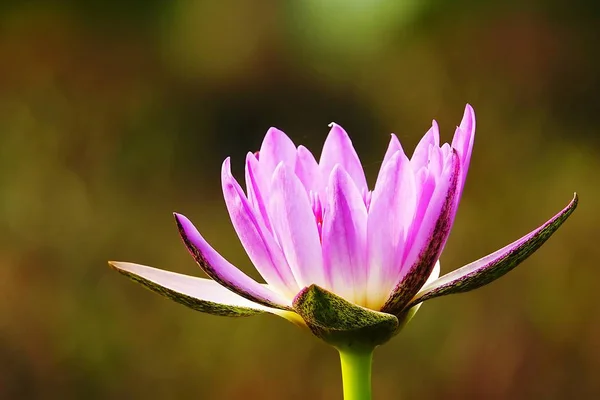 Güzel Pembe Lotus Tay Çiçek — Stok fotoğraf