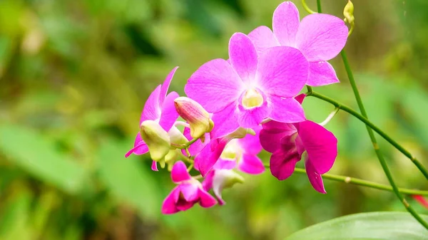 Thailändska Rosa Orkidéer Vacker Trädgård — Stockfoto