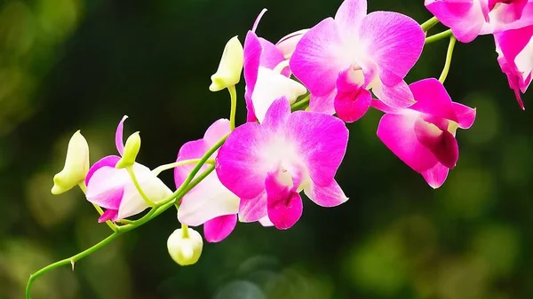 Tajski Pink Orchidee Piękny Ogród — Zdjęcie stockowe