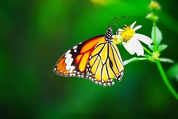 牧草地花昆虫屋外自然の中のタイの蝶 — ストック写真