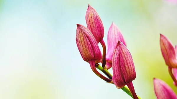 Thai Pink Orchids Beautiful Garden — Stock Photo, Image