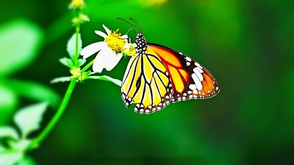 Thailändische Schmetterlinge Auf Der Weide Blumen Insekten Freien Natur — Stockfoto