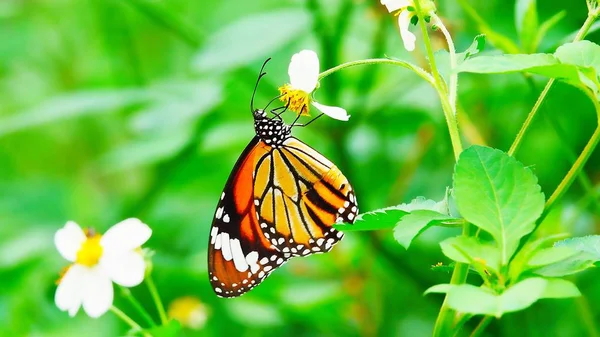 Thailändische Schmetterlinge Auf Der Weide Blumen Insekten Freien Natur — Stockfoto