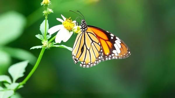 牧草地花昆虫屋外自然の中のタイの蝶 — ストック写真