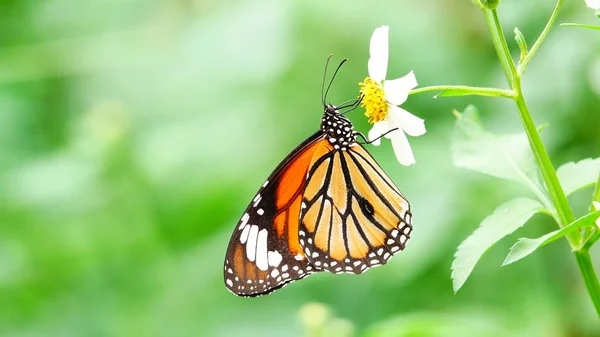 Thailändische Schmetterlinge Auf Der Weide Blumen Insekten Freien Natur — Stockfoto