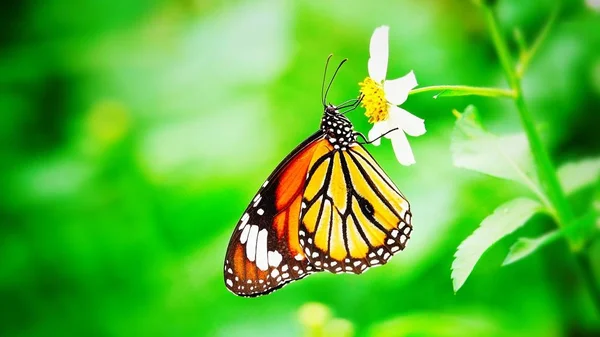 Thailändische Schmetterlinge Auf Der Weide Blumen Insekten Freien Natur — Stockfoto