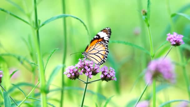 Thaise Vlinders Grasland Bloemen — Stockvideo