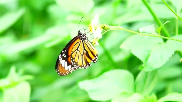 Mariposas Tailandesas Flores Pasto — Vídeo de stock