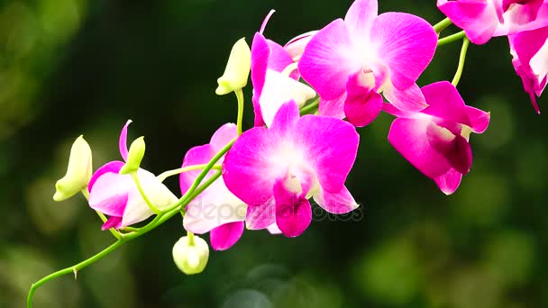 Orquídeas Tailandesas Hermosa — Vídeos de Stock