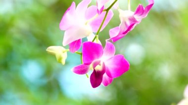 4 k Tay Orkide güzel