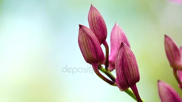 Orquídeas Tailandesas Hermosa — Vídeos de Stock