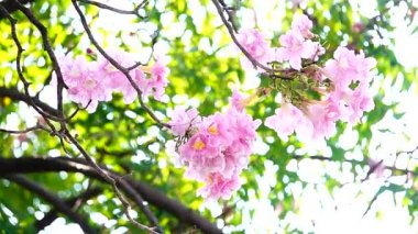 HD süper yavaş faire şu pembe trompet ağaç