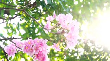HD süper yavaş faire şu pembe trompet ağaç