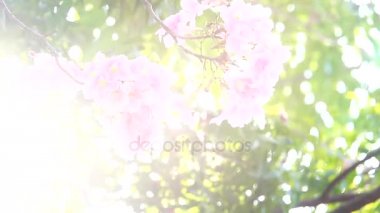 HD süper yavaş faire şu pembe trompet ağaç