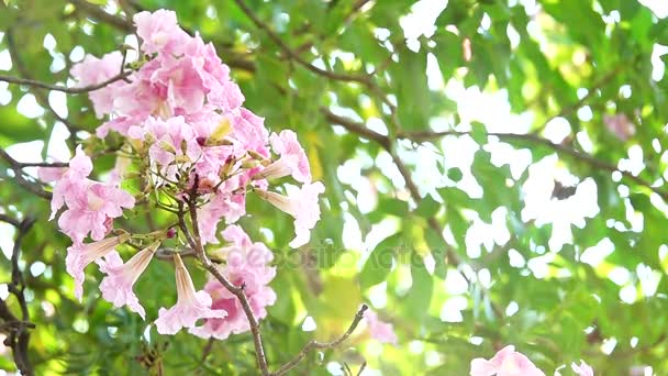 高清超级慢的权利粉红色的小号树 — 图库视频影像