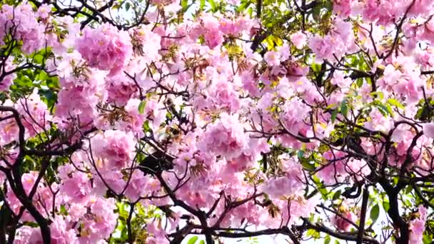 Рожеве Дерево Труби — стокове відео