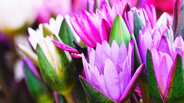 Beautiful lotus lilly purple tone