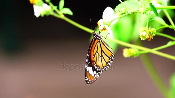 Super Pomalý Thajské Krásný Motýl Louce Květy Charakteru Venkovní — Stock video