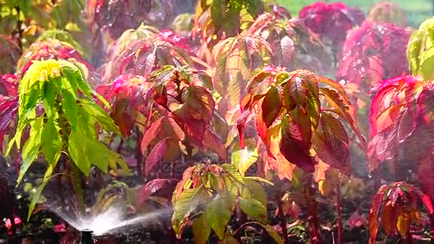 Super Powolne Springer Wody Ogrodzie Kwiat — Wideo stockowe