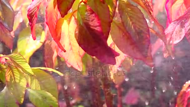 Super Slow Springer Water Flower Garden — Stock Video