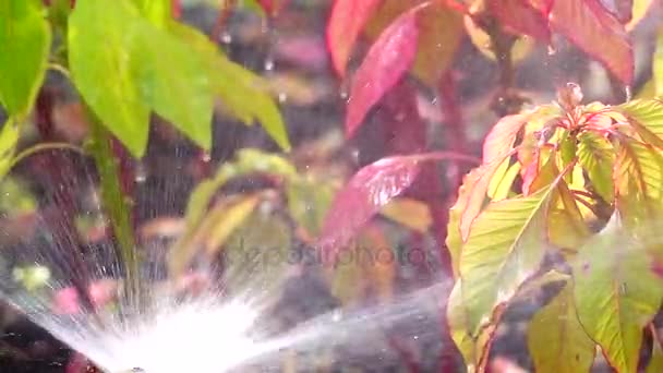 Super Lento Springer Água Jardim Flores — Vídeo de Stock