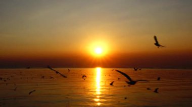 4 k martılar güzel günbatımı güneş ışığı gökyüzü arka plan sinek