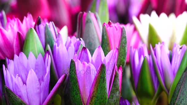 Krásné Lotus Lilly Purple Tón — Stock video