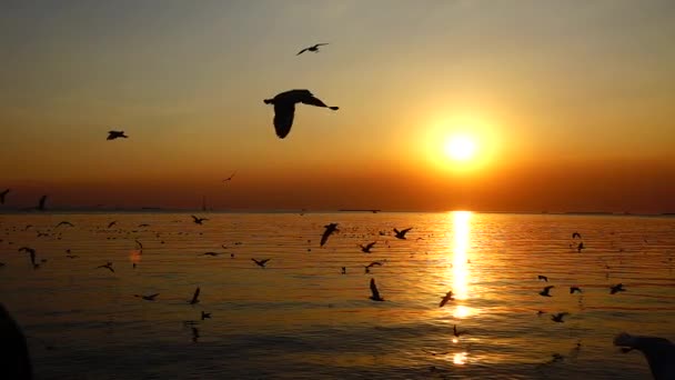 Super Slow Seagulls Fly Beautiful Sunset Sunlight Sky Background — Stock Video