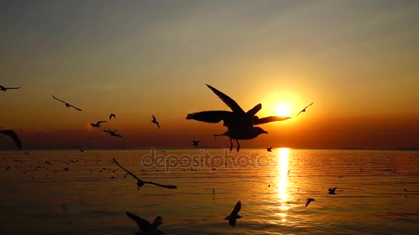 Super Lento Gaviotas Volar Hermoso Atardecer Luz Del Sol Cielo — Vídeo de stock