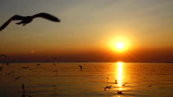 Gaivotas Voar Belo Pôr Sol Céu Luz Solar Fundo — Vídeo de Stock