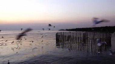 HD süper yavaş martılar güzel günbatımı güneş ışığı gökyüzü arka plan sinek