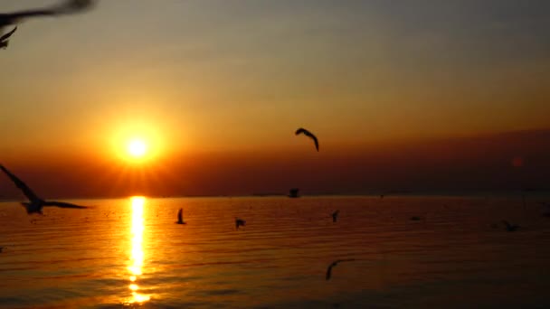 Möwen Fliegen Schöne Sonnenuntergang Sonnenlicht Himmel Hintergrund — Stockvideo