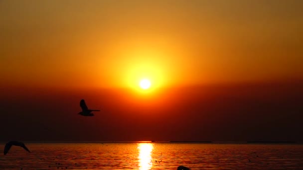 Super Slow Seagulls Fly Beautiful Sunset Sunlight Sky Background — Stock Video