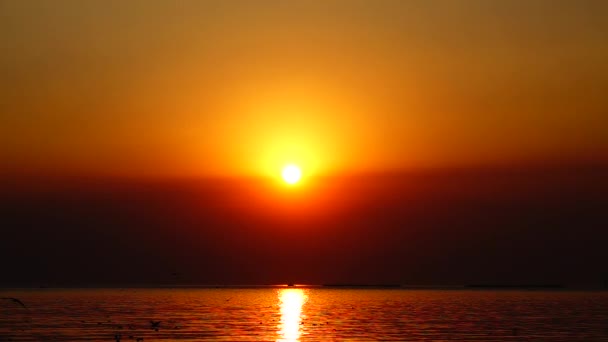 Super Slow Seagulls Fly Beautiful Sunset Sunlight Sky Background — Stock Video